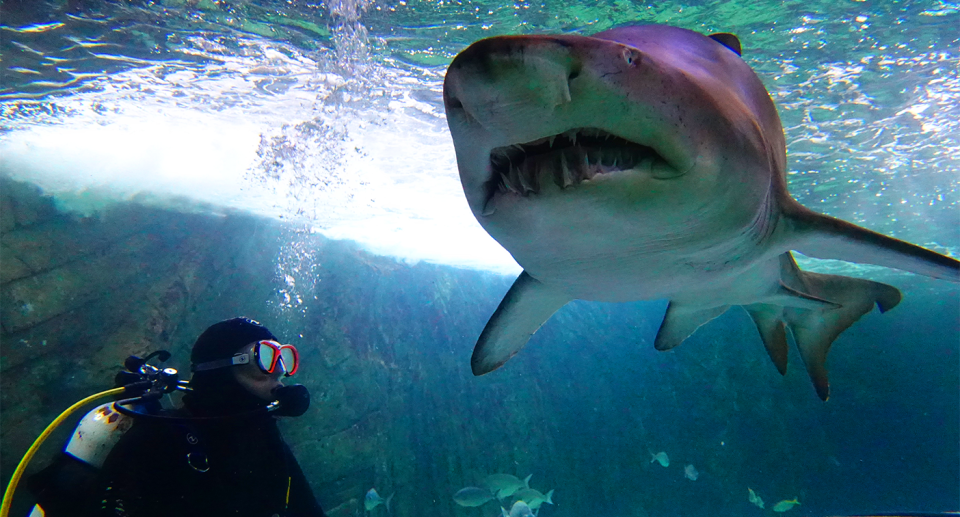 A grey nurse shark at Sea Life Sydney Aquarium. 