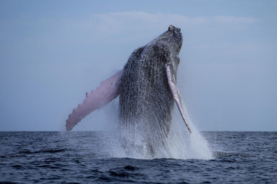 Una ballena jorobada emerge del mar cerca de isla Iguana, Panamá, el 14 de julio de 2024. (AP Foto/Matias Delacroix)