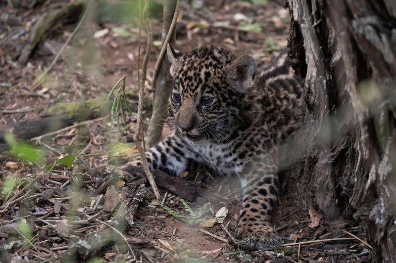 Dos cachorros yaguareté, una especie en peligro de extinción, serán liberados en parque nacional en Argentina