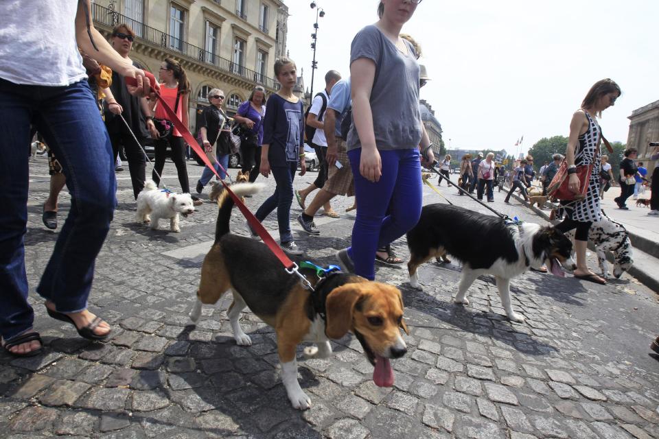 Dog owners march toward the Tuileries Gardens, downtown Paris, Saturday June 8, 2013. At least 100 pooches with owners in tow, holding leashes marched near the Louvre at a demonstration to demand more park space and access to public transport for the four-legged friends. (AP Photo/Remy de la Mauviniere)