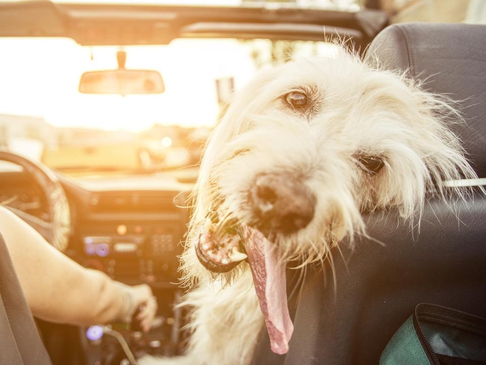 dog in car