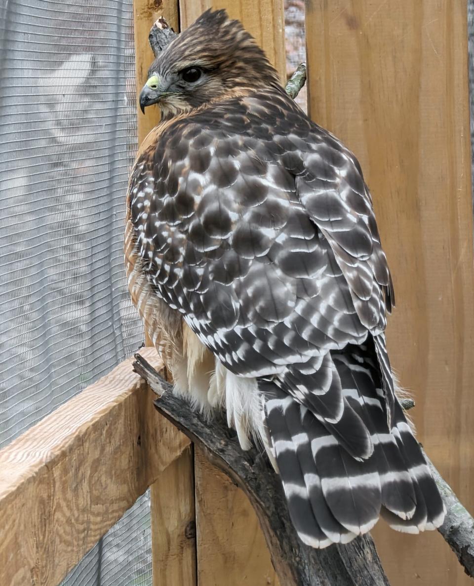 A red-shouldered hawk that moved from the old center because he wasn't ready to be released yet.