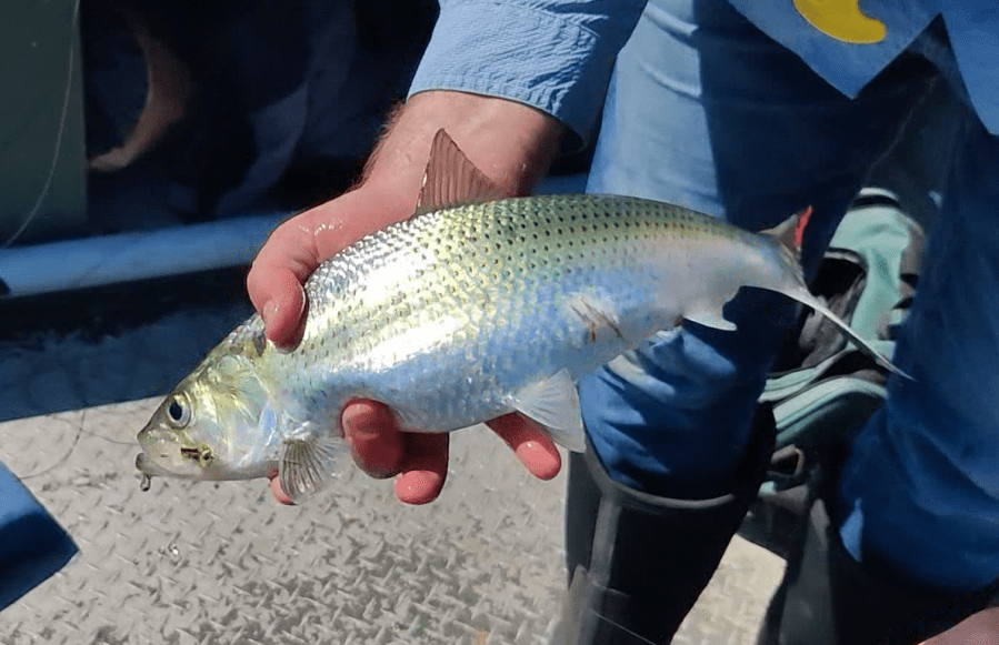 A hickory shad caught from the James River in Richmond, Virginia (Photo: George Noleff)