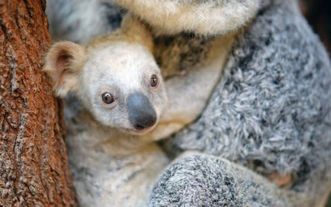 Rare white koala joey at Australia Zoo - Credit: EPA / Australia Zoo