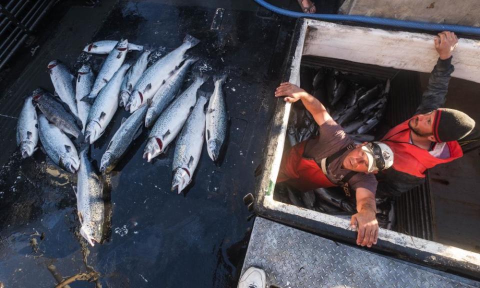 Allen Cooke,Nathan Cultee emerge from the hold of the Marathon after having separated out the 16 farm-raised Atlantic salmon they caught fishing off Point Williams, Washington.