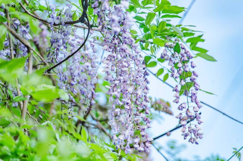 Chinese wisteria flowers bloom with cascades of bluish-purple blossoms