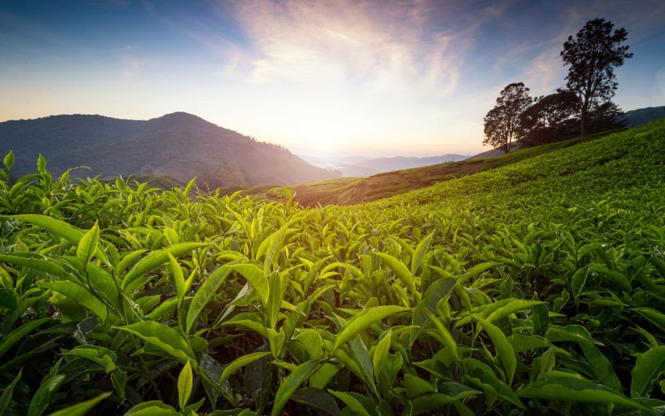 Tea in its natural environment - This content is subject to copyright.