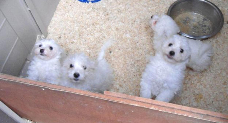 The ill dogs were sold for up to £650 to families across the UK. Source: RSPCA