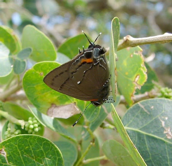 This Fulvous Hairstreak butterfly, Electrostrymon angelia, was observed and collected by University of Florida researchers at the Guantanamo Bay Naval Station in January.