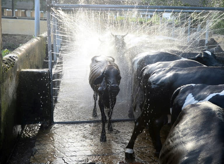 In the scorching summer months, the animals also need to be showered up to three times a day as they cannot cope up with the heat
