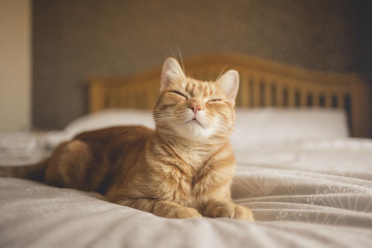 ginger cat lying on a bed, looking happy