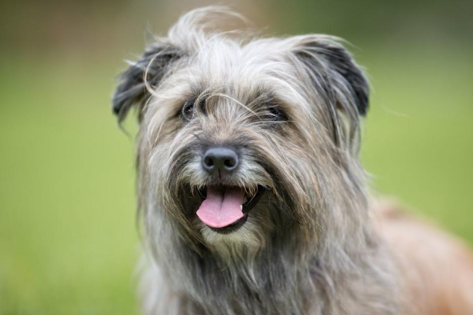 Pyrenean Shepherd