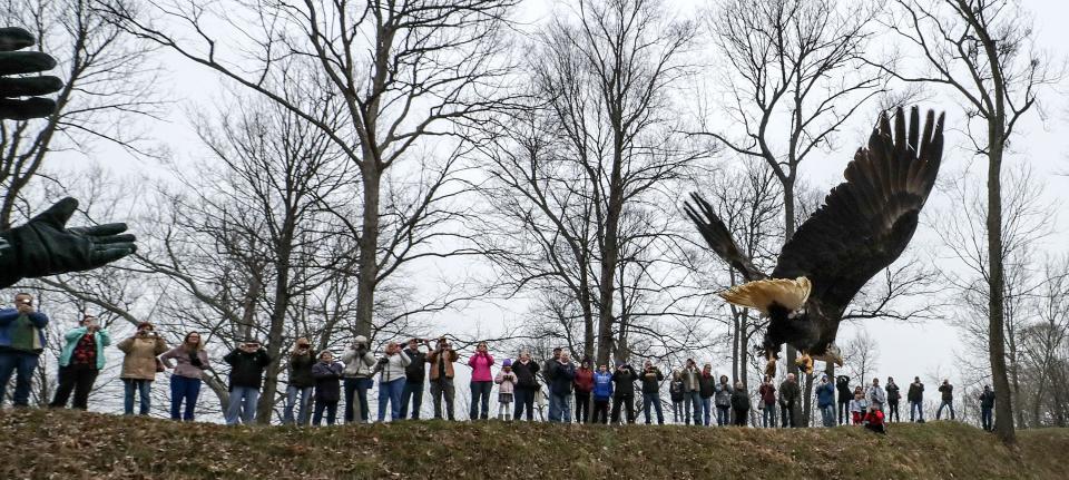 Raptor Rehab volunteer Jon Weigle releases a female bald eagle back into the wild March 1 at Fort Duffield Park in West Point, Ky. The eagle was brought to the facility last December after fighting with another female bald eagle and then being struck by a car.