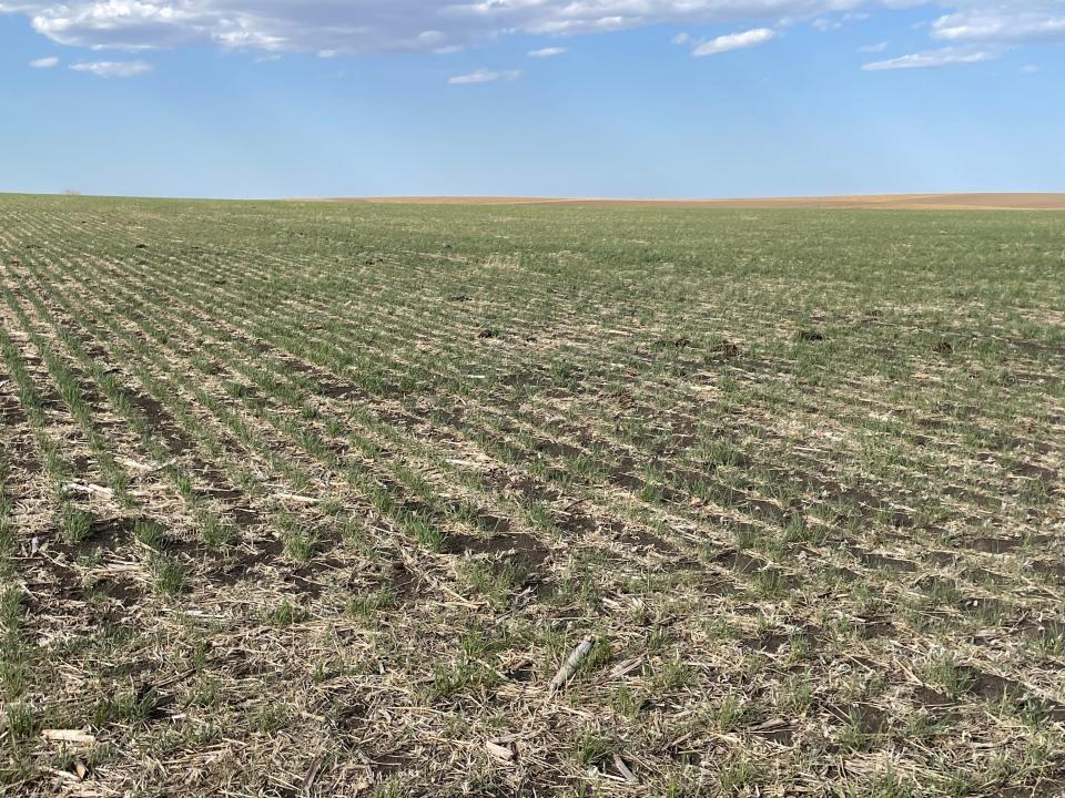 This cereal rye cover crop near Colome, SD, was planted after last year’s oat harvest. It is protecting the soil from erosion, and its roots are feeding soil microbes. It will continue to grow, and soybeans will be planted into it this summer. After it is terminated, its residue will control weeds, protect the soil surface and add carbon to the soil as it breaks down.