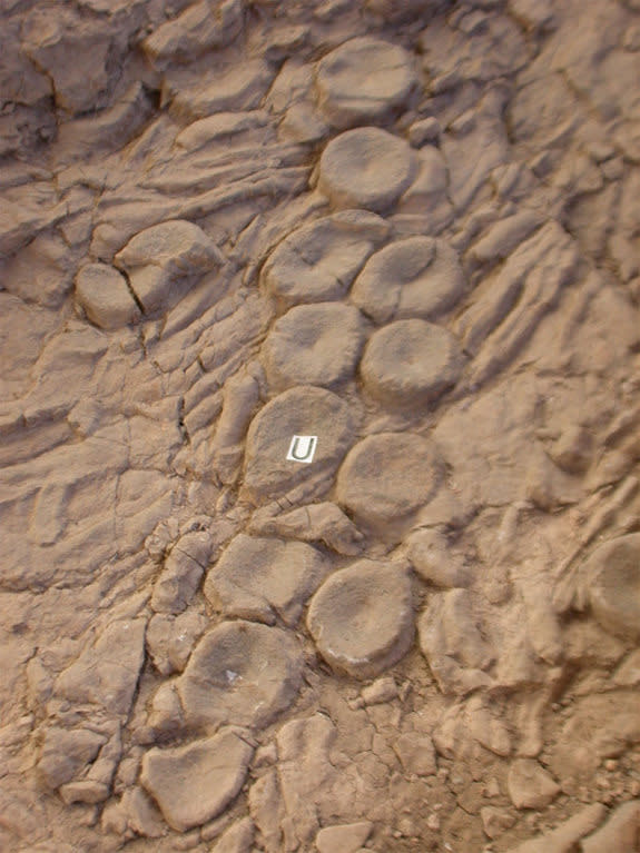 One scientist claims these vertebrae are from ichthyosaurs taken out by a sea monster, which then arranged the bones in a pattern.