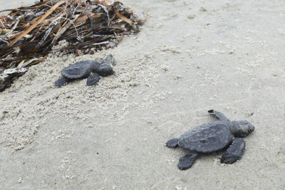 This undated photo provided by the Coastal Protection and Restoration Authority in August 2022 shows a newly hatched Kemp's ridley sea turtle making its way out to the Gulf of Mexico from Louisiana's Chandeleur Islands. The world’s smallest and most endangered sea turtle is nesting in barrier islands east of New Orleans, La., for the first time in 75 years, officials said Wednesday, Aug. 17, 2022. (Coastal Protection and Restoration Authority via AP)