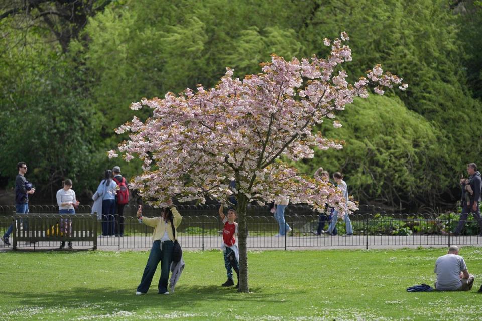 A woman taking a photograph of blossom in St James's Park (Yui Mok/PA Wire)
