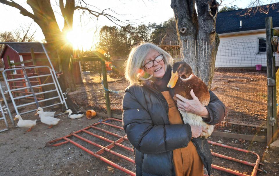 Serenity Farm in East Falmouth, run by Anne Jennings, is one of nine organizations participating in the Falmouth Betty White Challenge, asking for donations to help animals to mark what would have been the TV star's 100th birthday. Jennings is holding a duck called Frick.