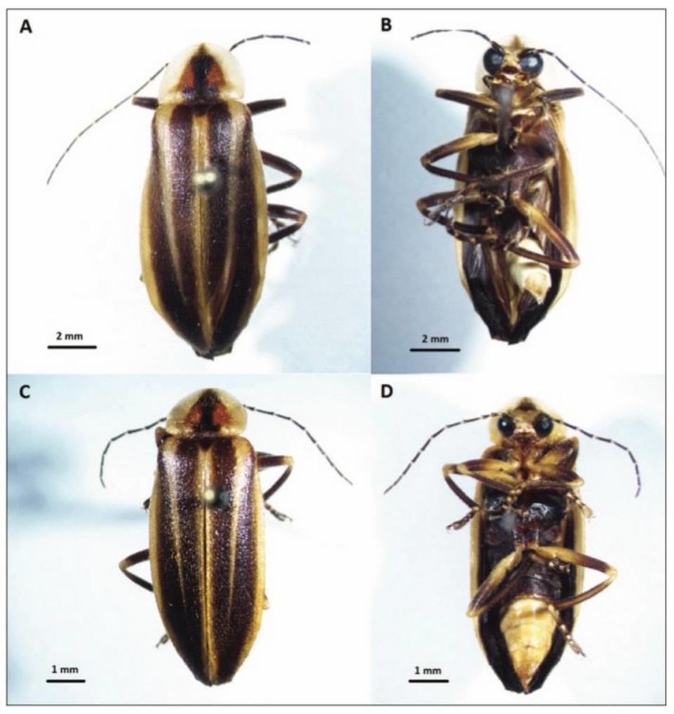 Photuris witmeri (A and B) and P. figuramuto (C and D)
