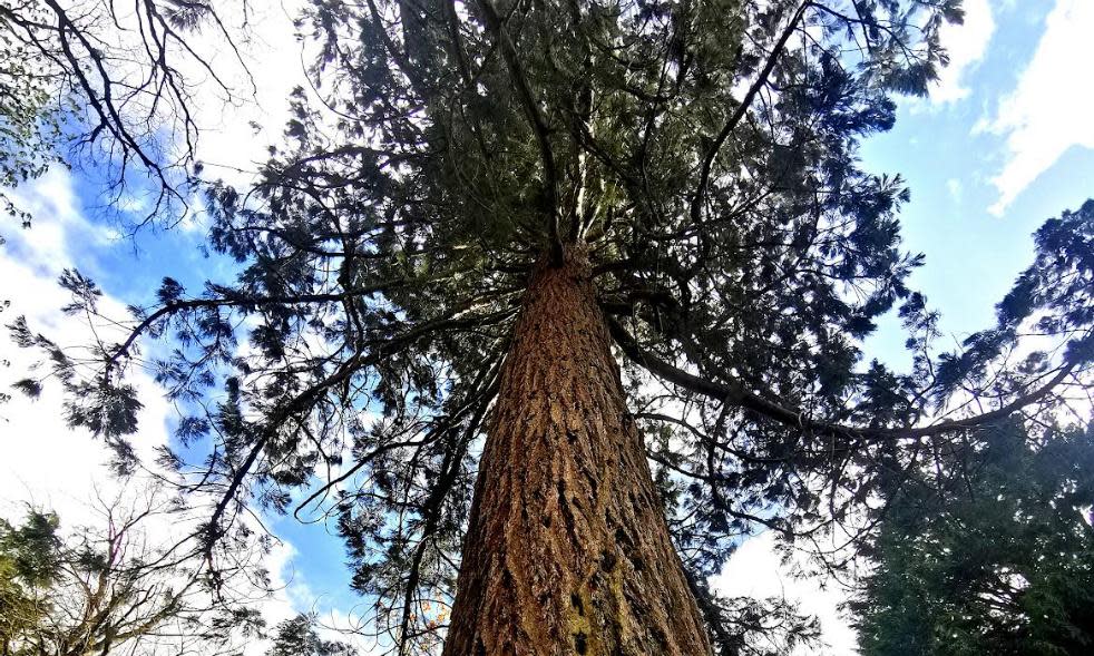 <span>A giant redwood, or sequoia, in Crichton Campus in Dumfries.</span><span>Photograph: Sean Wood</span>