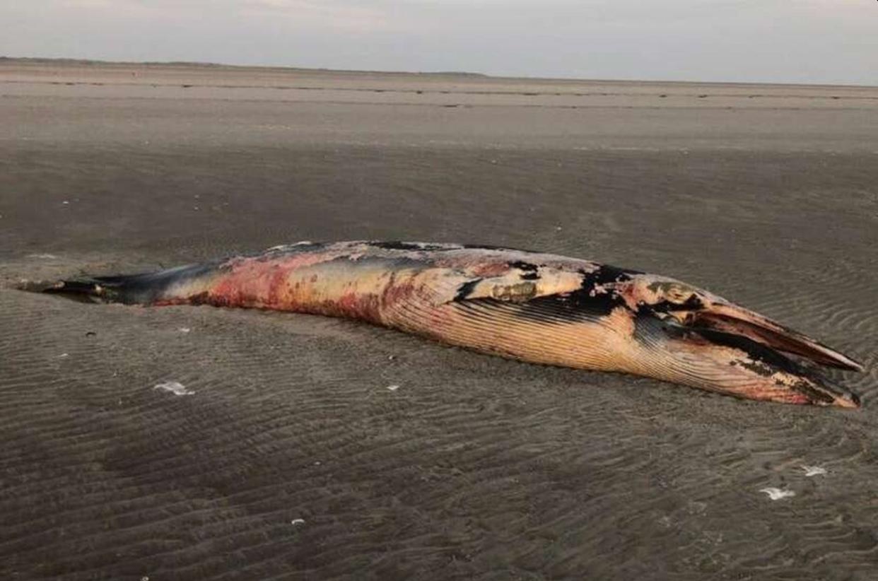 El cadáver de la ballena, poco después del primer informe. 25 de noviembre de 2020 | Baptist, M.J, Wageningen University