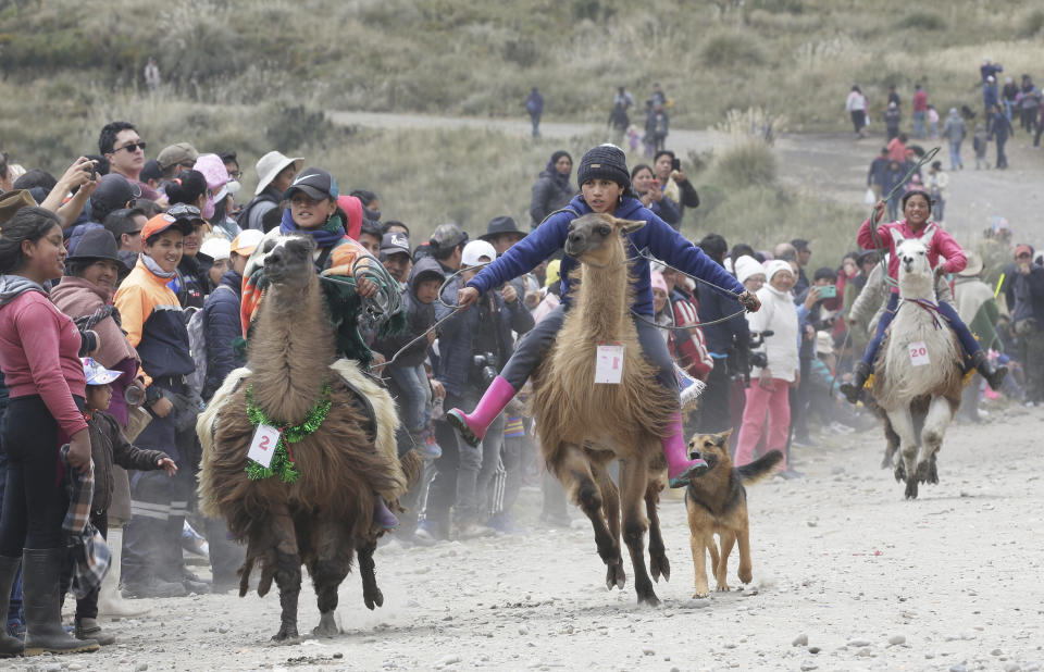 Riders race their llamas at the Llanganates National Park, Ecuador, Saturday, Feb. 8, 2020. Wooly llamas, an animal emblematic of the Andean mountains in South America, become the star for a day each year when Ecuadoreans dress up their prized animals for children to ride them in 500-meter races. (AP Photo/Dolores Ochoa)