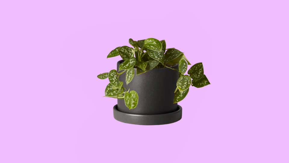 27 best gifts to give your teacher in 2023: The Sill Plant