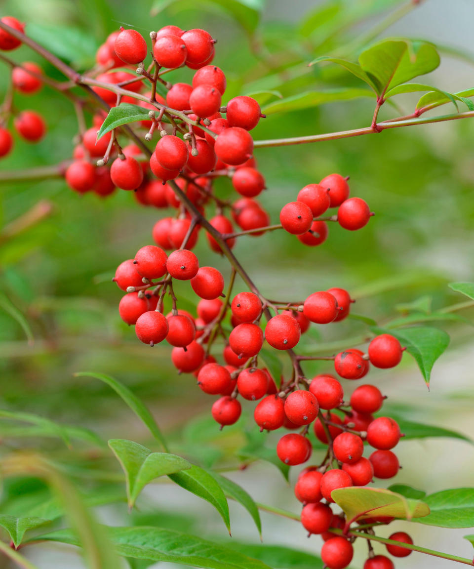 22. Nandina domestica