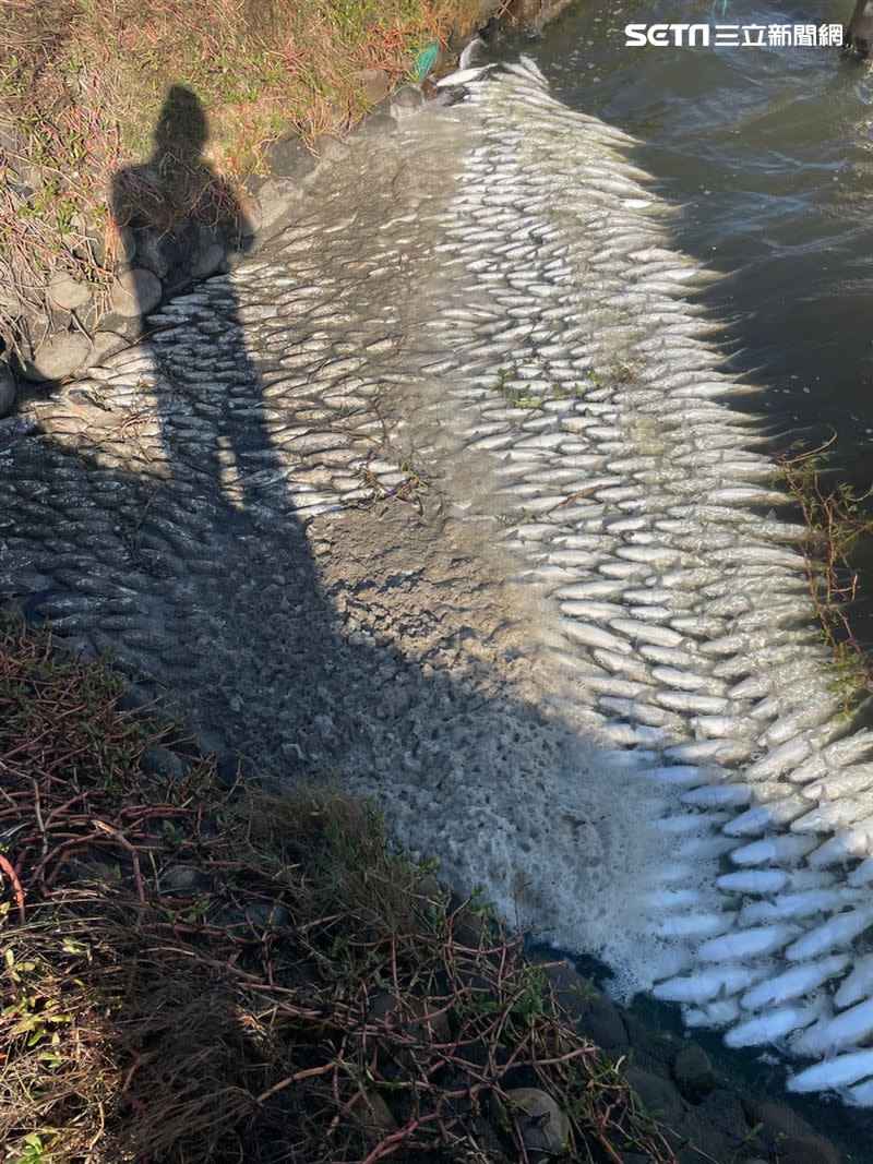 雲林縣台西鄉的魚塭出現大量虱目魚暴斃。（圖／陳文求提供）