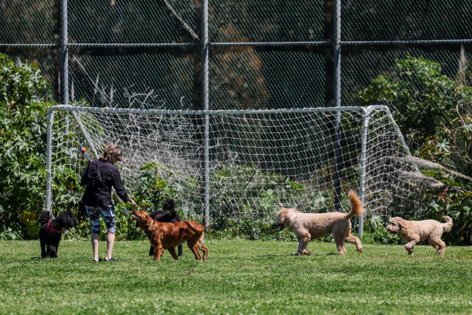 A woman and several dogs in a park.