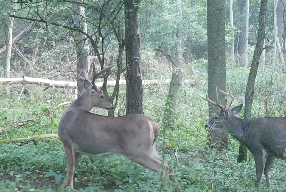 Two bucks, one in velvet, one out on Sept. 1, 2023.