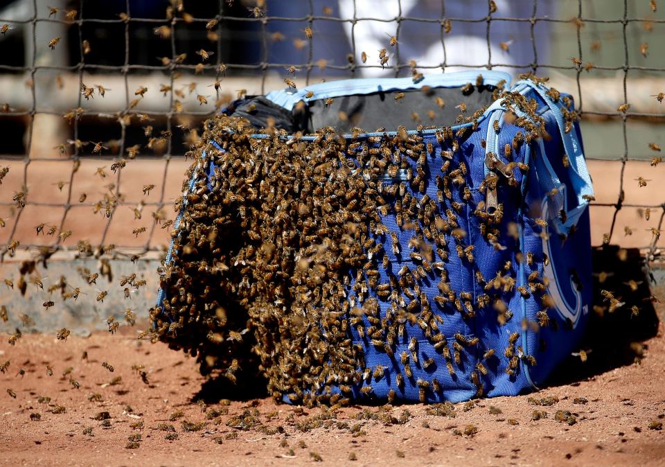 Bees swarm on a bag near the Kansas City Royals' dugout during the second inning of a spring training baseball game against the Colorado Rockies Tuesday, March 8, 2016, in Surprise, Ariz.