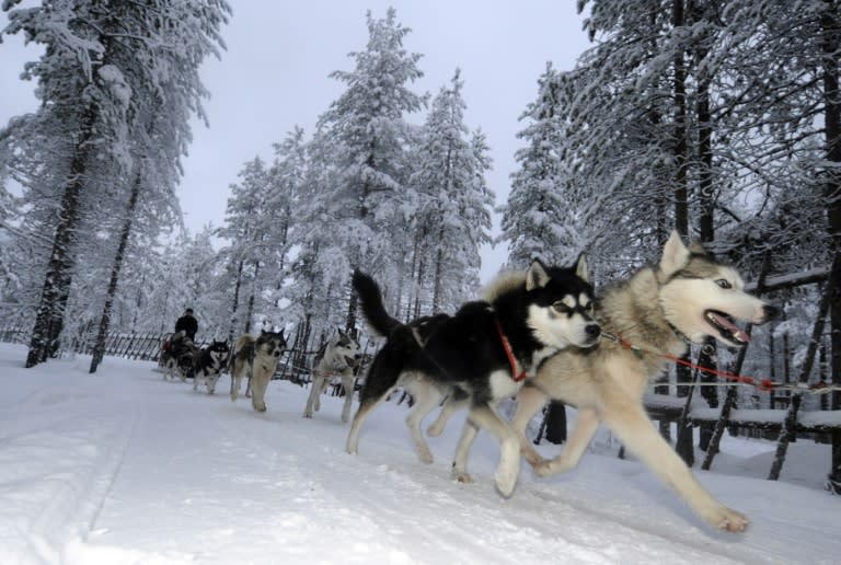 Representatives of Finland's Sami people urge tourists to avoid non-authentic igloos and husky sleds