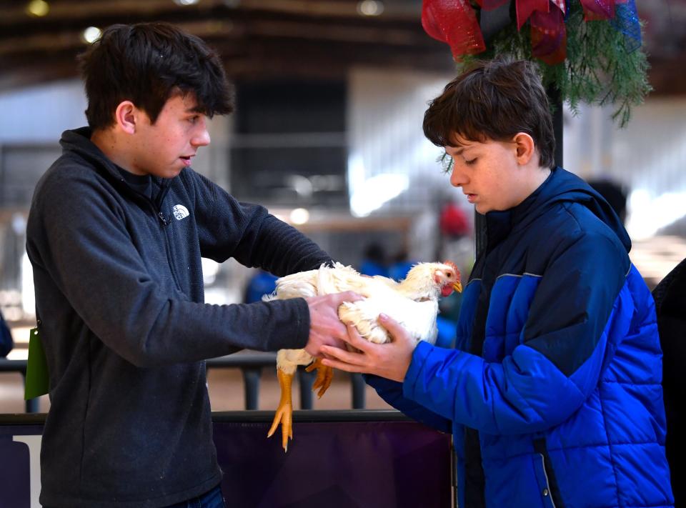 Brendan Thrower, 14, gingerly takes a a chicken from Cash Miller during the Scurry Stars show at the Scurry County Junior Livestock Show Jan. 18.