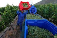 Workers harvest grapes at the La Motte wine farm in Franschoek near Cape Town, South Africa in this picture taken January 29, 2016. REUTERS/Mike Hutchings