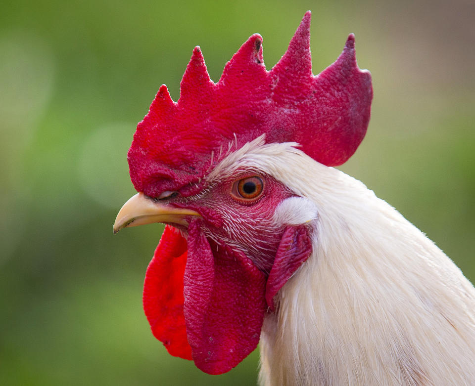 FILE - In this April 9, 2018 file photo, a rooster watches his chicken on a meadow in the outskirts of Frankfurt, Germany. The German government plans to ban the practice of killing male chicks after they hatch, which results in the death of some 45 million birds per year in the country. (AP Photo/Michael Probst, File)