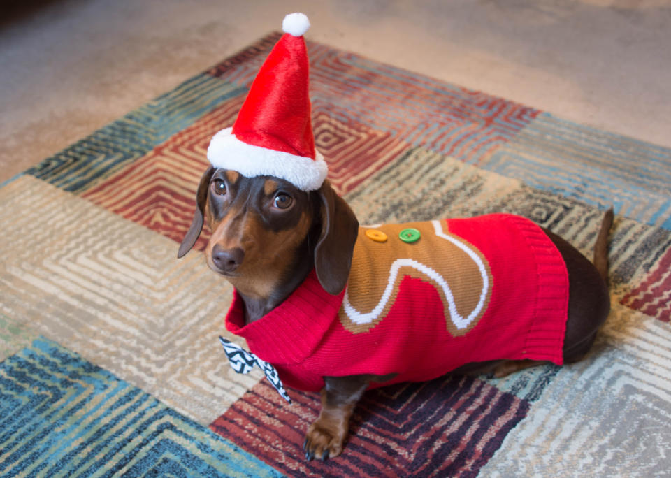 This dog who knows what he wants for Christmas.