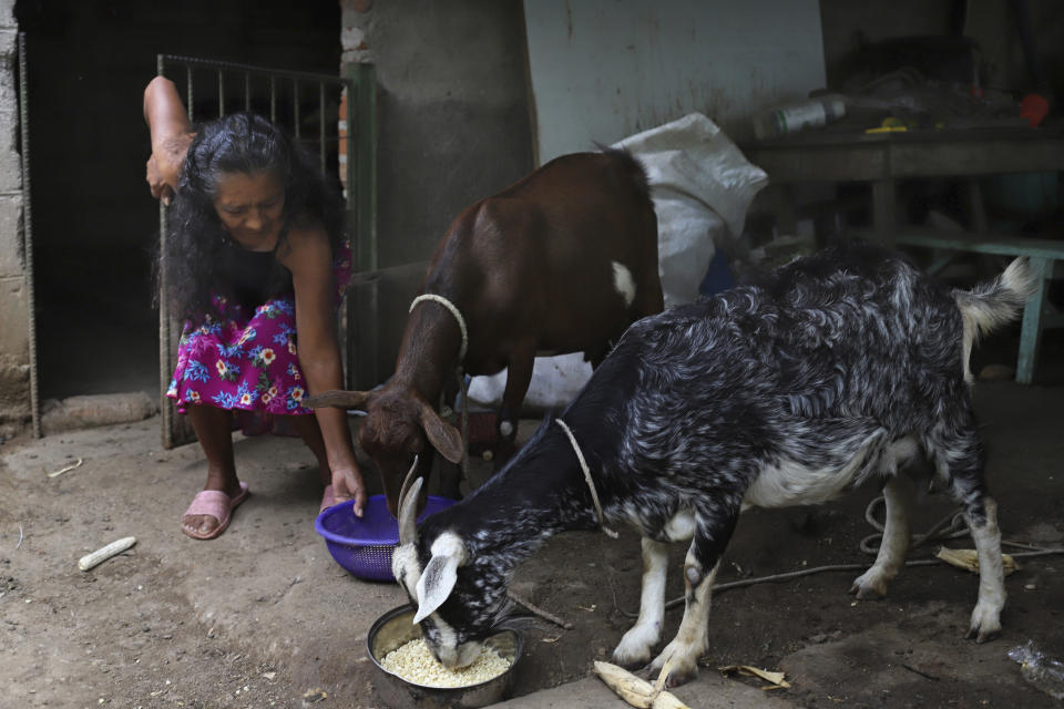 Landslide survivor Ines Flamenco feeds corn to her goats; Pancha and Shunga, in the courtyard of her home in Los Angelitos, El Salvador, Wednesday, July 28, 2021. Flamenco recalling the night of October 29, 2020, said she awoke to see her kitchen gone and her goats bleating for help. "If I tried to get closer and got a foot in the current, I would be pulled, go away and die with them." (AP Photo/Salvador Melendez)