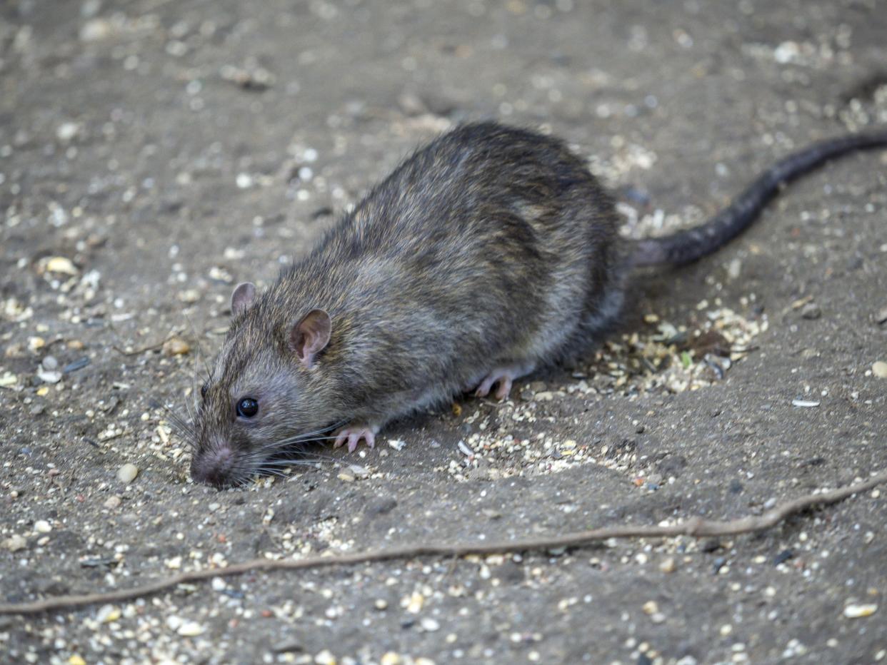 Rat scurrying across Central Park in Manhattan, New York.