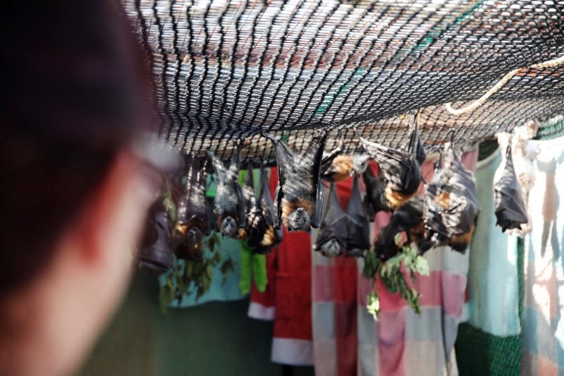 Janine Davies, who set up Shoalhaven Bat Clinic, a care centre for flying foxes, in her home, looks at bats in Bomaderry