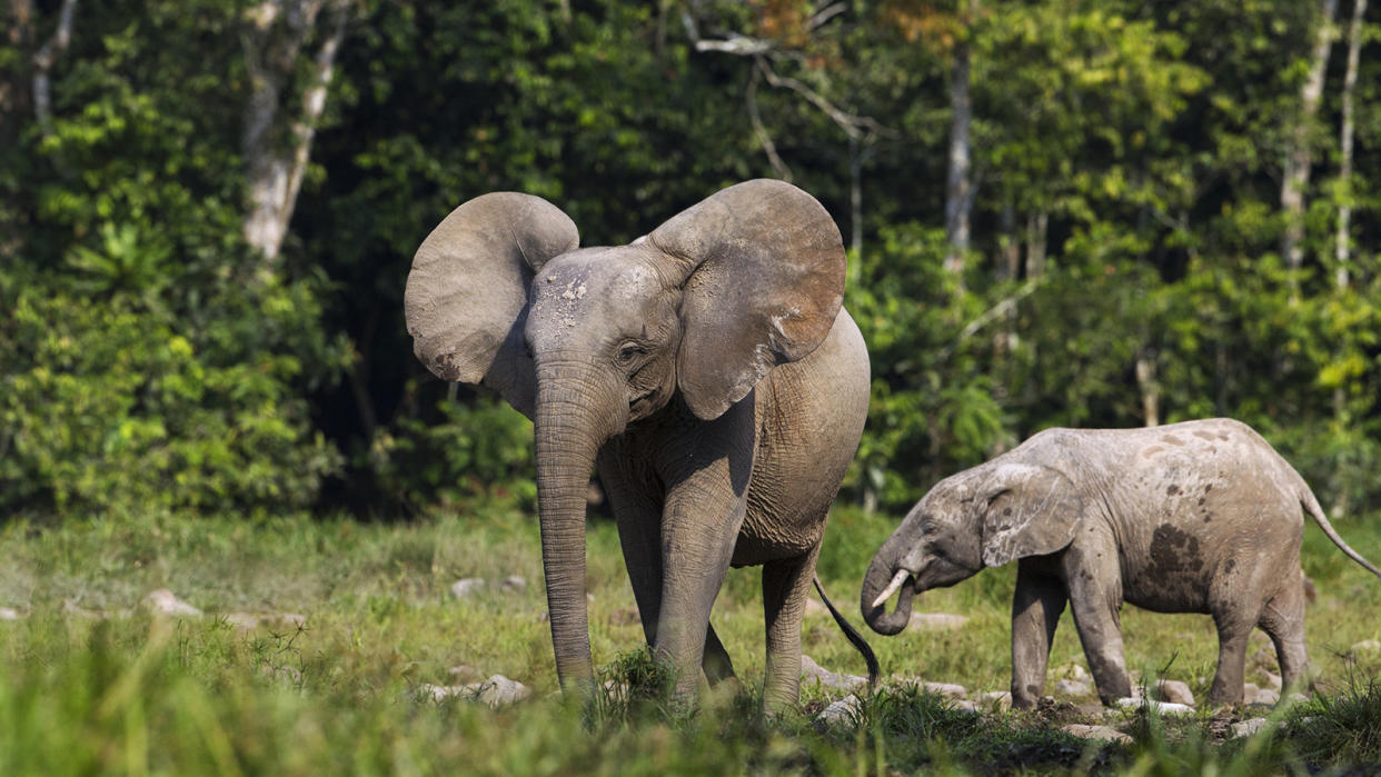 Forest elephant female and calf walking in greenery