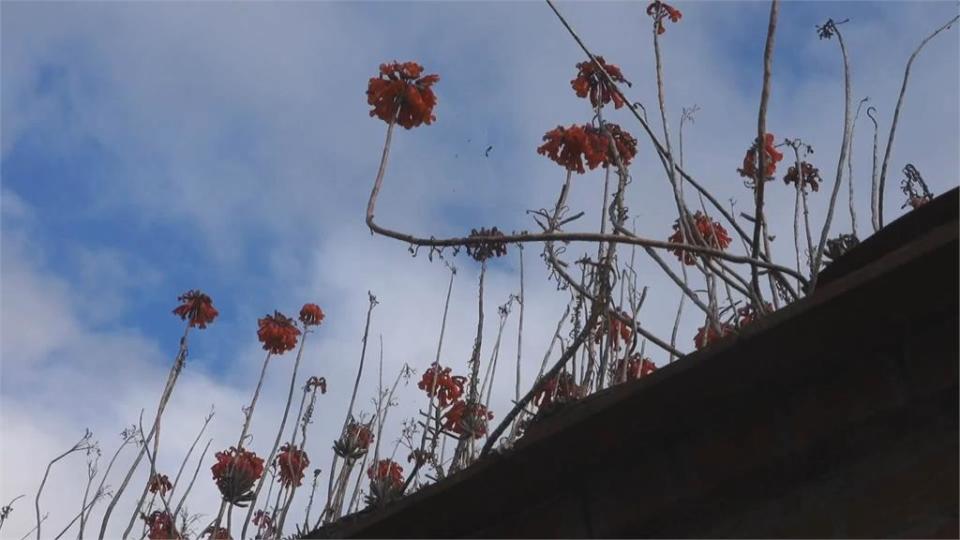 奇景！ 屋頂花海 「棒葉落地生根」長在屋頂上