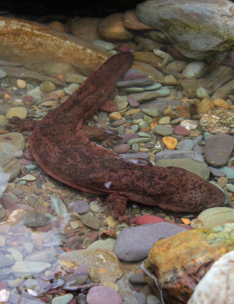 The Chinese giant salamander can reach lengths of just under two metres (Picture: PA)