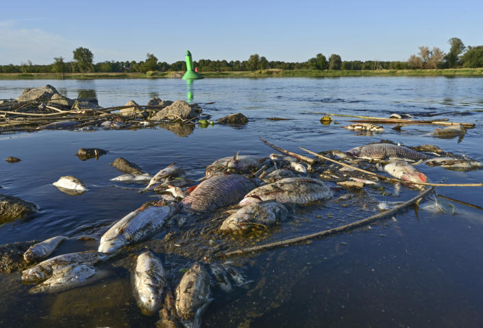 Dead fishes float in the shallow waters of the German-Polish border river Oder near Genschmar, eastern Germany, Friday, Aug. 12, 2022. Huge numbers of dead fish have washed up along the banks of the Oder River between Germany and Poland, sparking warnings of an ecological disaster but no clear answers yet about what the cause could be. (Patrick Pleul/dpa via AP)