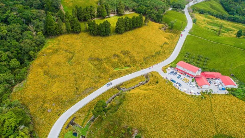 萬花盛開的金黃花毯和蜿蜒公路、綠色草皮，交織出一幅歐風美圖。