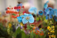 <p><strong>What are the best British garden shows to visit in 2020? From the prestigious <a href="https://www.housebeautiful.com/uk/garden/a27598243/chelsea-flower-show-2020/" rel="nofollow noopener" target="_blank" data-ylk="slk:Chelsea Flower Show;elm:context_link;itc:0;sec:content-canvas" class="link ">Chelsea Flower Show</a> to fringe events like Seedy Sunday, these gardening events are perfect for the green-fingered horticultural lover, regardless of whether you’re a budding beginner or a seasoned pro.</strong></p><p>The gardening experts at <a href="https://www.greenhousepeople.co.uk/" rel="nofollow noopener" target="_blank" data-ylk="slk:The Greenhouse People;elm:context_link;itc:0;sec:content-canvas" class="link ">The Greenhouse People</a> have given us a run-down of the best horticultural shows to visit this year, so get the diary out because spring is going to be busy... </p>