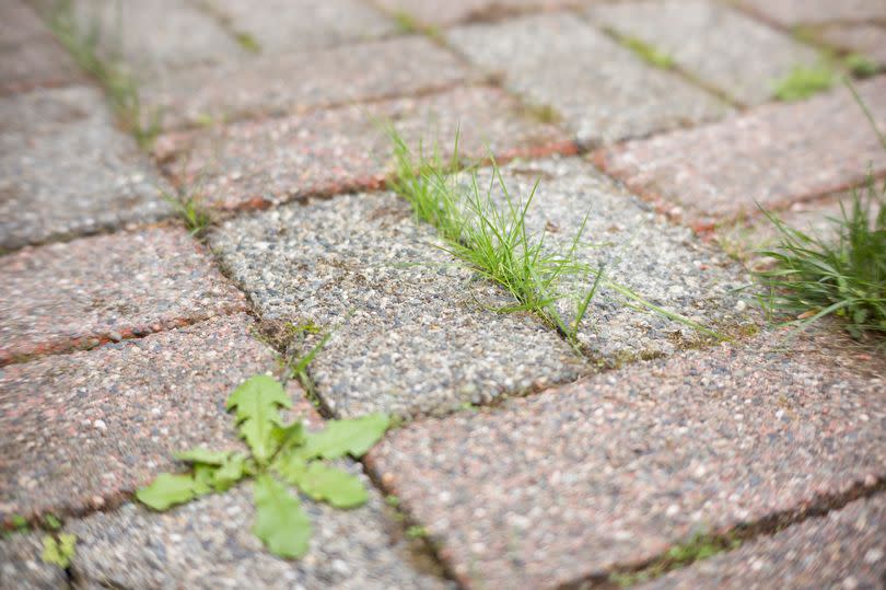 Grass and weeds growing through cracks in patio -Credit:Getty Images