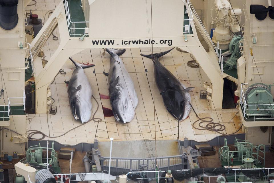 Three Minke whales are pictured on the deck of the Japanese whaling vessel Nisshin Maru in what is claimed by Sea Shepherd Australia to be an internationally recognised whale sanctuary