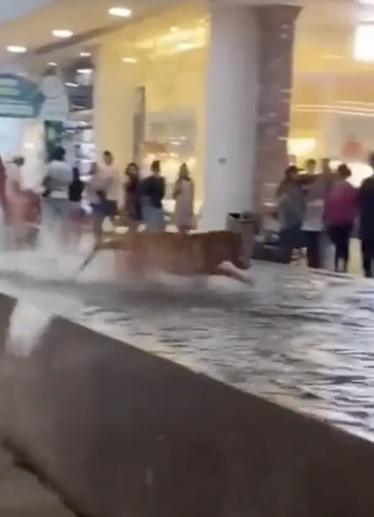 A tiger runs through a flooded shopping mall as onlookers watch from the sidelines