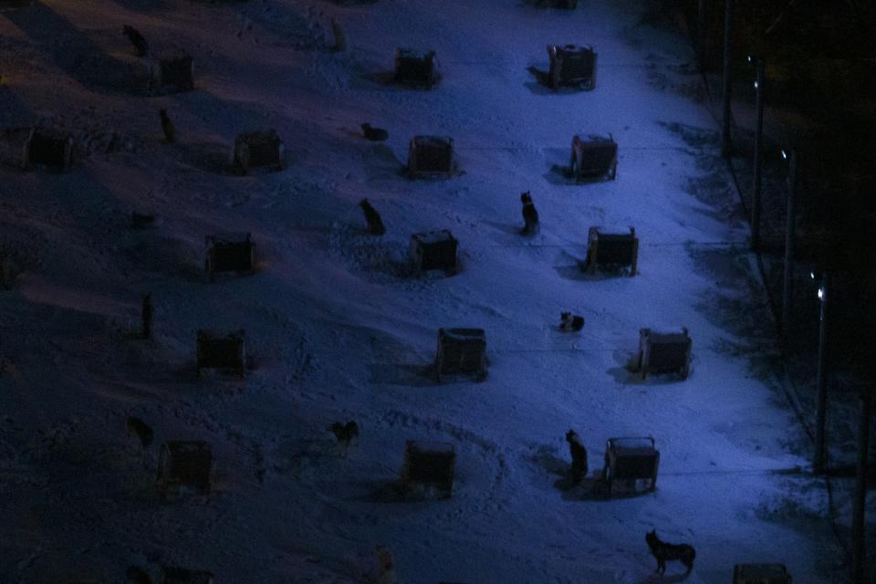 Dogs sit next to their huts at a dog yard in Bolterdalen, Norway, Tuesday, Jan. 10, 2023. The yard is located half a dozen miles from the main village in Svalbard, a Norwegian archipelago so close to the North Pole that winter is shrouded in uninterrupted darkness. (AP Photo/Daniel Cole)